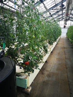 既存トマト栽培用ハウス（定植圃場）のかん水を自動化・1